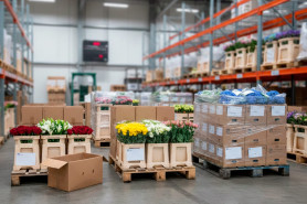 Why Regular Shipments Matter in Flower Logistics
